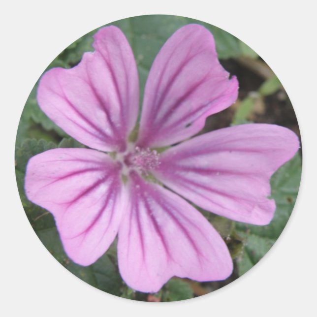 Adesivo Redondo Vinheta Roxo-bonito (Frente)
