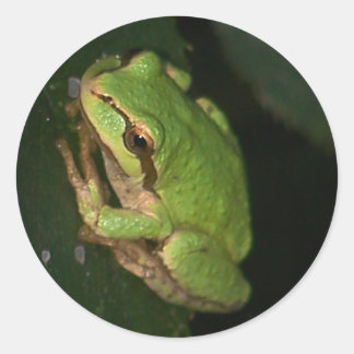 Adesivo Redondo Vinheta Sapo verde