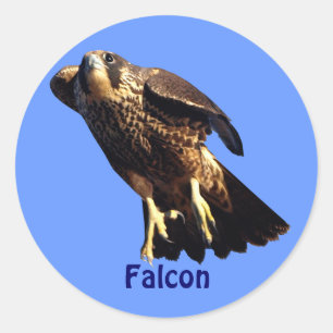 Adesivo Redondo Vinheta Selvagem do Raptor Falcon Birdlover