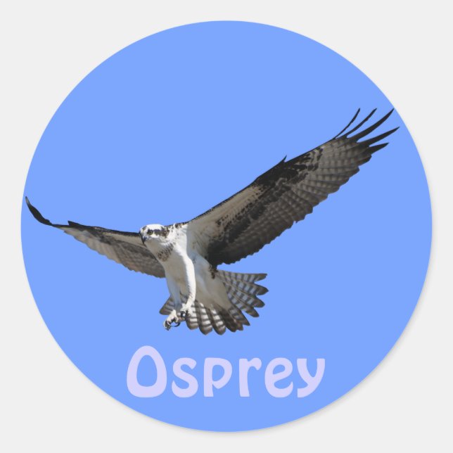 Adesivo Redondo Vinheta Selvagem do Raptor Osprey Birdlover (Frente)