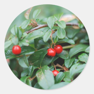 Adesivo Redondo Vinheta Summertime