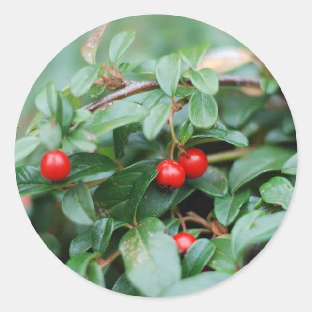 Adesivo Redondo Vinheta Summertime (Frente)