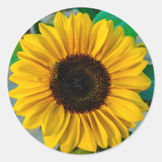 Adesivo Redondo Vinheta Sunflower Suprema