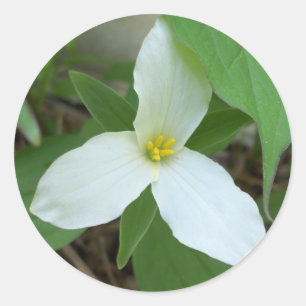 Adesivo Redondo Vinheta Trillium