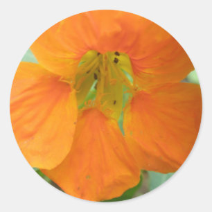 Adesivo Redondo Vinhetas bonito de Nasturtium laranja