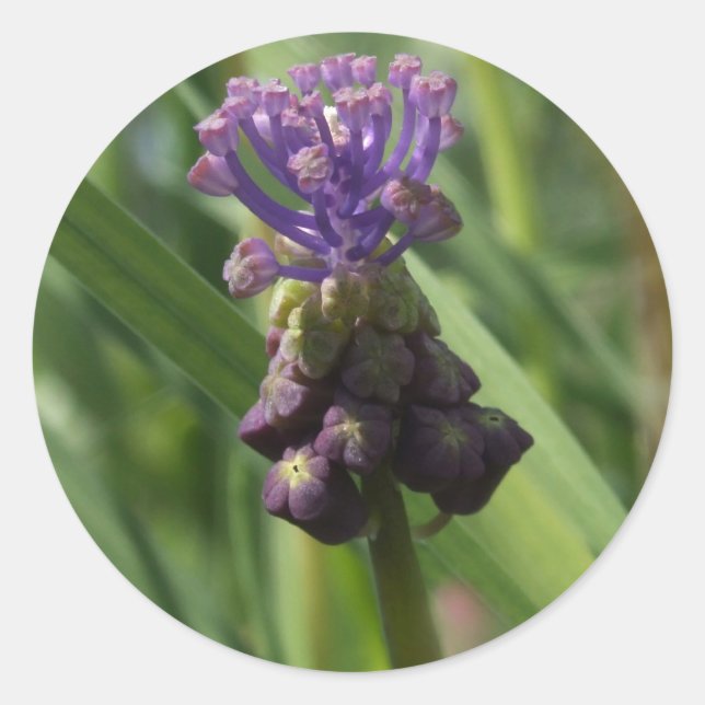 Adesivo Redondo Vinhetas da Flor (Frente)