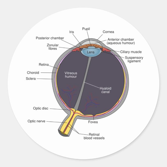 Adesivo Redondo Vinhetas de anatomia ocular (Frente)