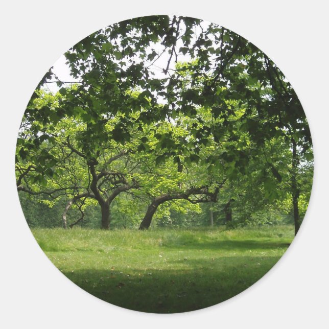 Adesivo Redondo Vinhetas de árvores (Frente)