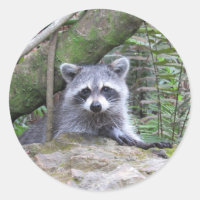Vinhetas de bebê raccoon