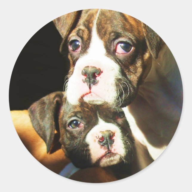 Adesivo Redondo Vinhetas de cachorros-boxis (Frente)