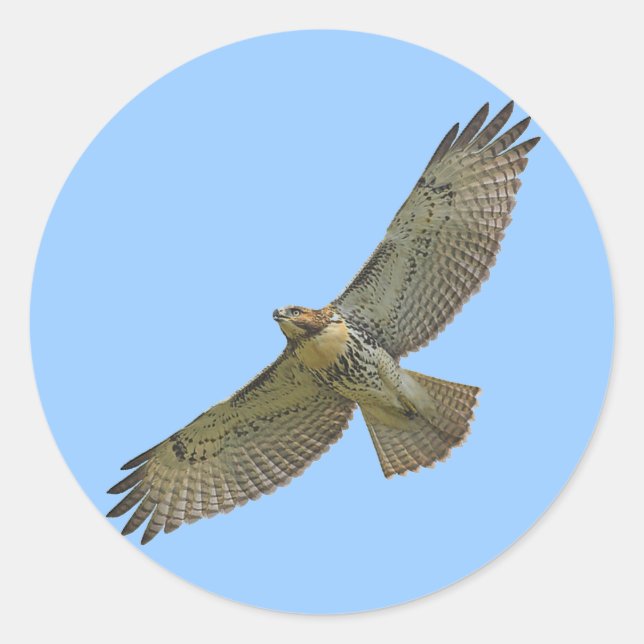 Adesivo Redondo Vinhetas de cauda vermelha (Frente)