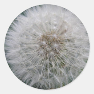 Adesivo Redondo Vinhetas de Dandelion para sementeira
