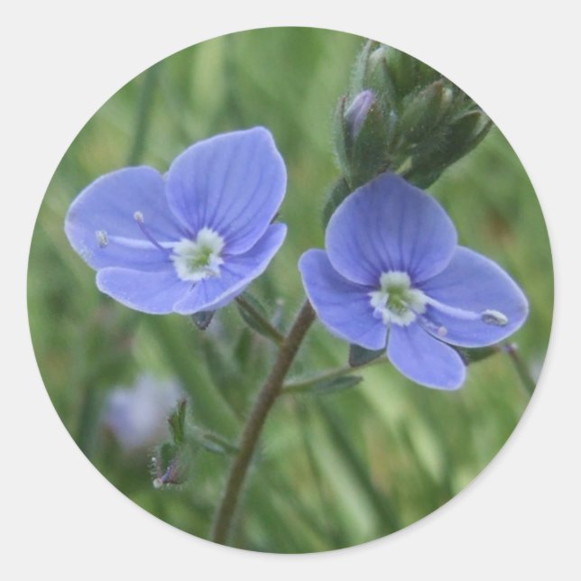 Adesivo Redondo Vinhetas de Flor Azul (Frente)