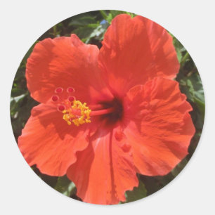 Adesivo Redondo Vinhetas de flores vermelhas do Havaí hibiscus
