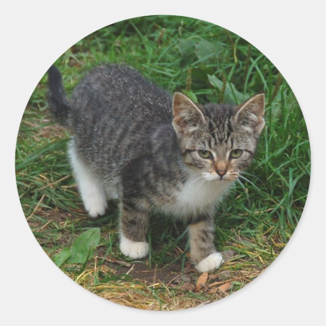 Adesivo Redondo Vinhetas de Gatinhos com Gelado de Tigre (Frente)