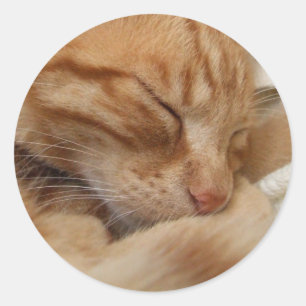 Adesivo Redondo Vinhetas de Gato Cortado