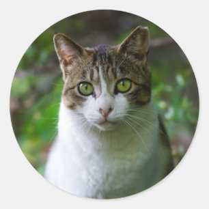 Adesivo Redondo vinhetas de gato de jardim