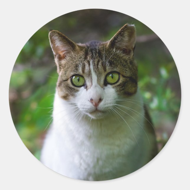 Adesivo Redondo vinhetas de gato de jardim (Frente)