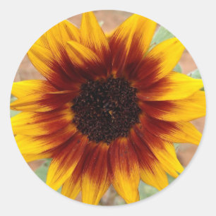 Adesivo Redondo Vinhetas de girassol