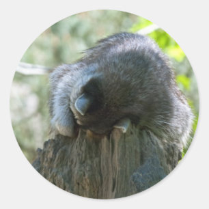 Adesivo Redondo Vinhetas de guaxinim