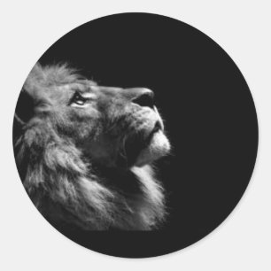 Adesivo Redondo Vinhetas de leão