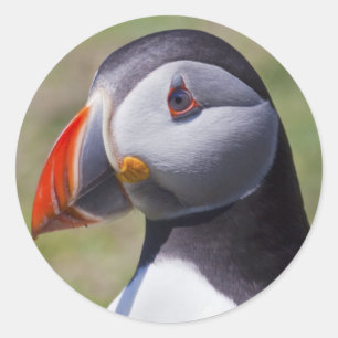Adesivo Redondo Vinhetas de Retrato Puffin
