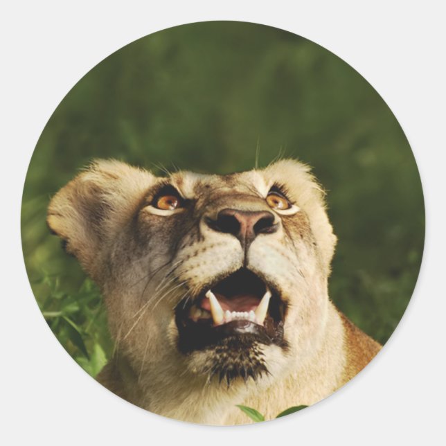 Adesivo Redondo Vinhetas de safari de vida selvagem de leões (Frente)