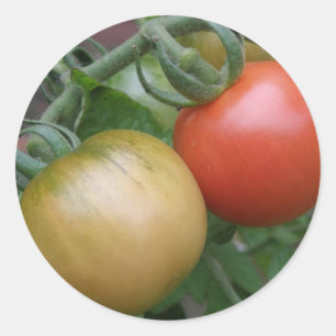 Adesivo Redondo Vinhetas de tomate laranja e vermelha