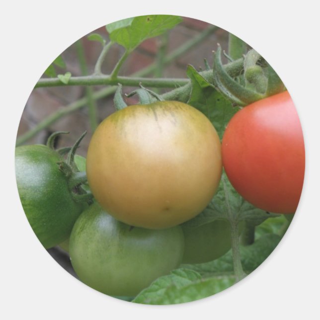 Adesivo Redondo Vinhetas de tomate semáforo (Frente)