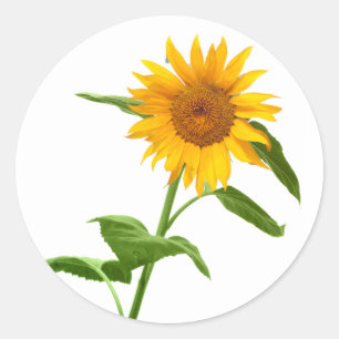 Adesivo Redondo Vinhetas Florais Amarelas
