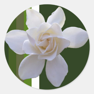 Adesivo Redondo Vinhetas - Gardenia nas faixas