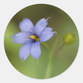 Adesivo Redondo Vinhetas-redondas de flor selvagem de resinosas az