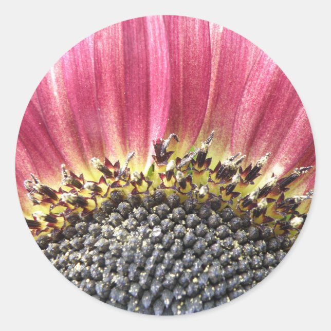 Adesivo Redondo Vinhetas Rosa Rosa (Frente)