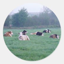 Vinhetas - Vacas - Cor