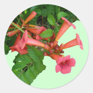 Adesivo Redondo Vinho Vermelho