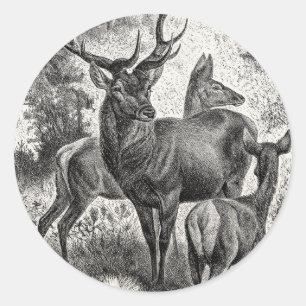 Adesivo Redondo Vintage 1800s Red Deer Illustration Stag Doe Fawn