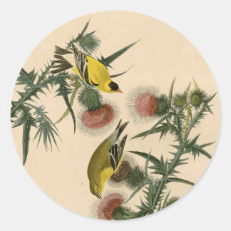 Adesivo Redondo Vintage Audubon American Goldfinch Pird
