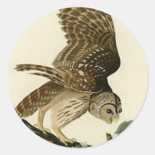 Adesivo Redondo Vintage Audubon Barred Owl, caçando passarinho, p