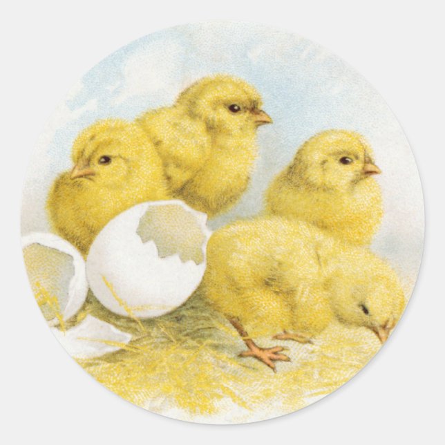 Adesivo Redondo Vintage Baby Chickens (Frente)