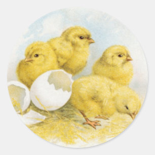 Adesivo Redondo Vintage Baby Chickens