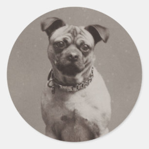 Adesivo Redondo Vintage Dog