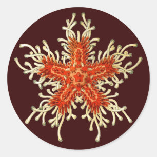 Adesivo Redondo Vintage Ernst Haeckel