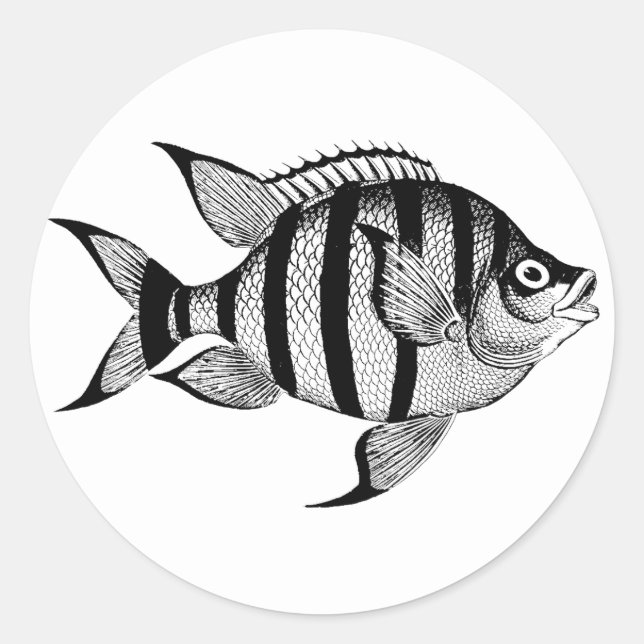 Adesivo Redondo Vintage fish sealife ocean (Frente)
