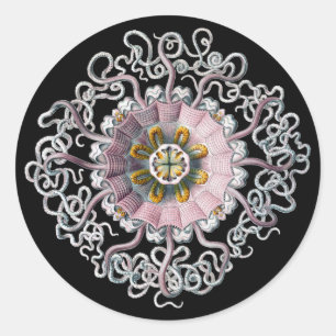 Adesivo Redondo Vintage Haeckel Personalizável
