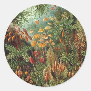 Adesivo Redondo Vintage Muscinae, Moss Vegetais de Ernst Haeckel