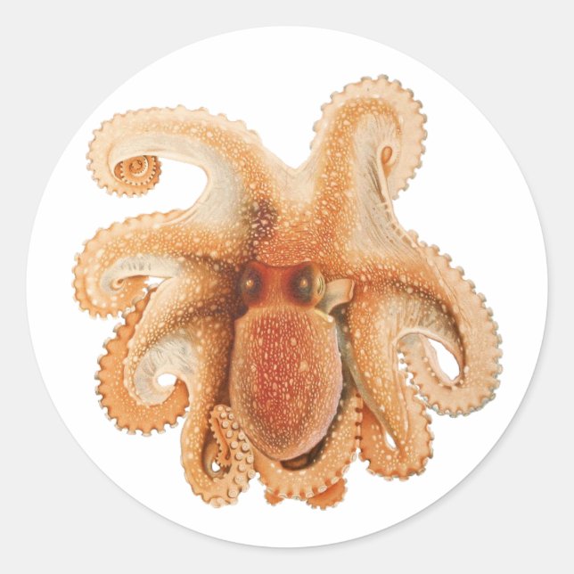 Adesivo Redondo Vintage Octopus Salutii, Animais Aquáticos Marinho (Frente)