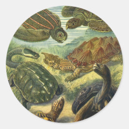 Adesivo Redondo Vintage Tortoises and Sea Turtles por Ernst Haecke