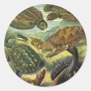 Adesivo Redondo Vintage Tortoises and Sea Turtles por Ernst Haecke