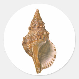 Adesivo Redondo Vintage Triton Seashell Shell, Marine Ocean Animal