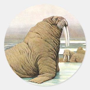 Adesivo Redondo Vintage Walrus em Iceberg no Ártico, Animais Selva